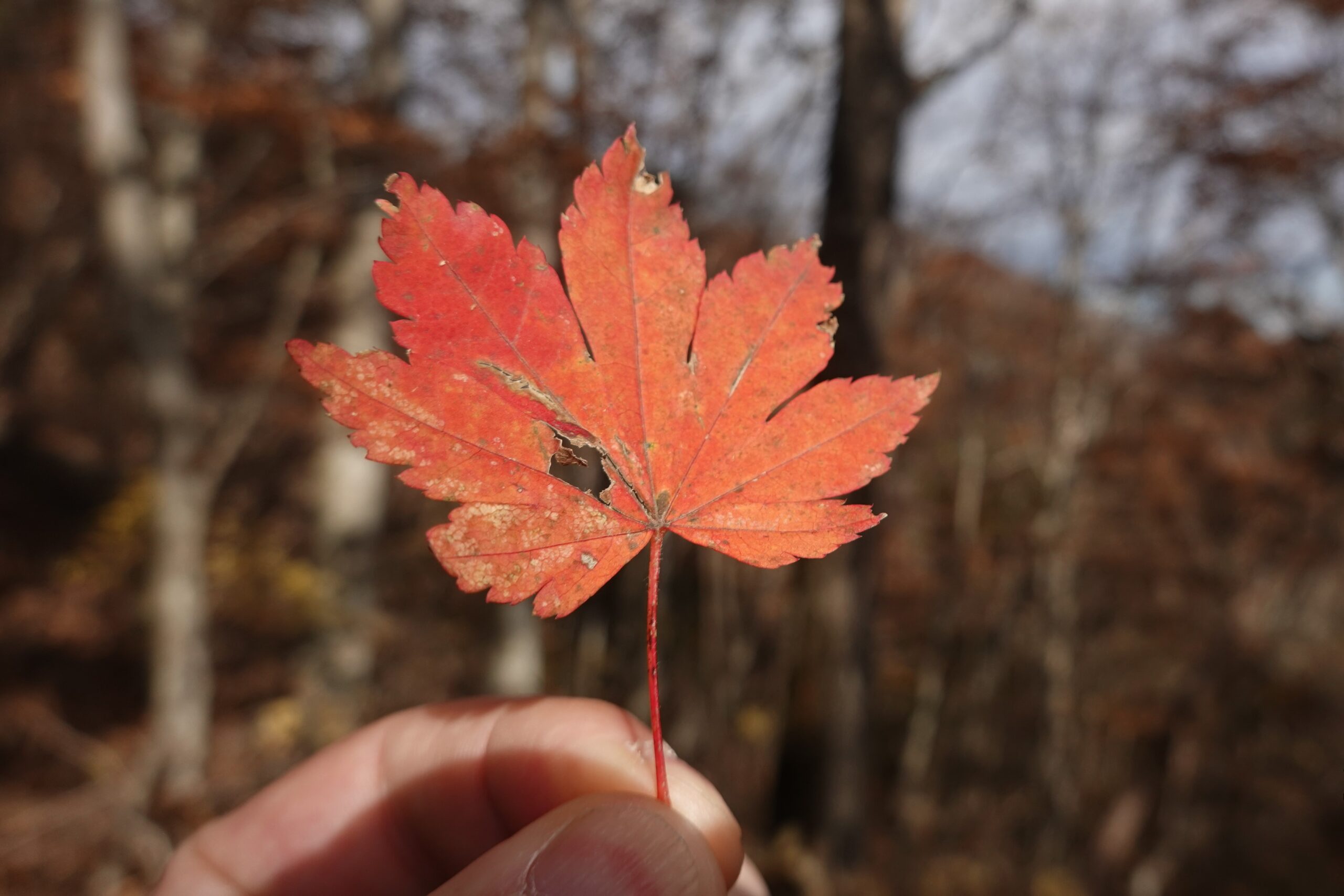 三頭山に登った際に拾ったもみじの葉っぱ